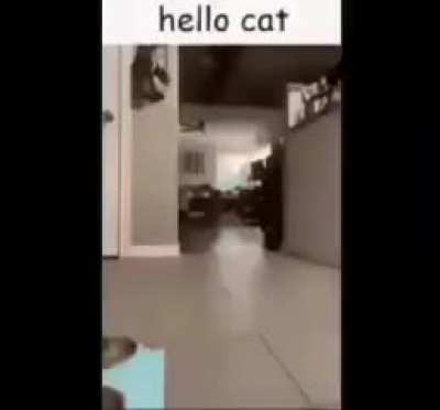 Gato