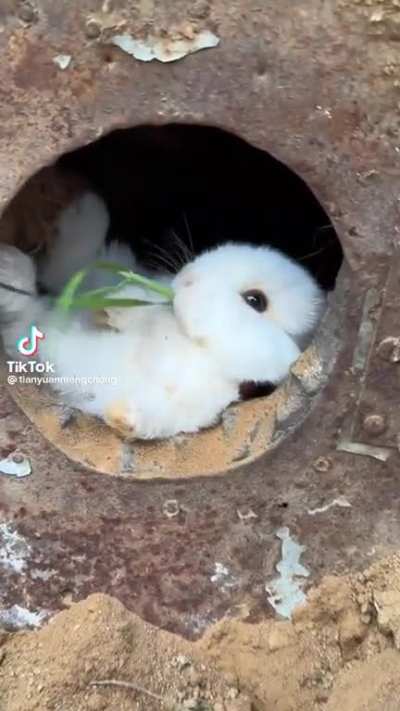 A monching wabbit