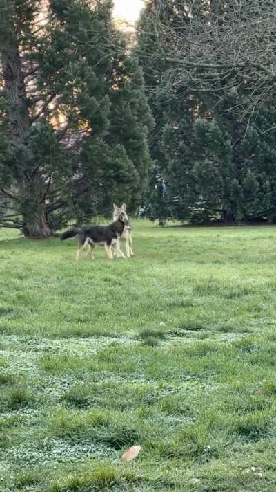 Coyotes forgetting they’re supposed to be scary!