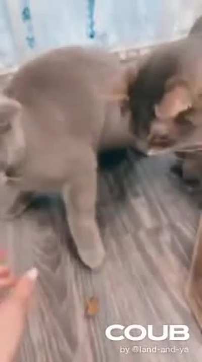 Печен<wbr>ька