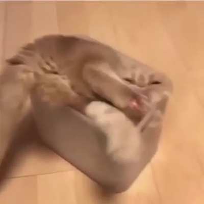 Another proof cats are made of liquids. 😹