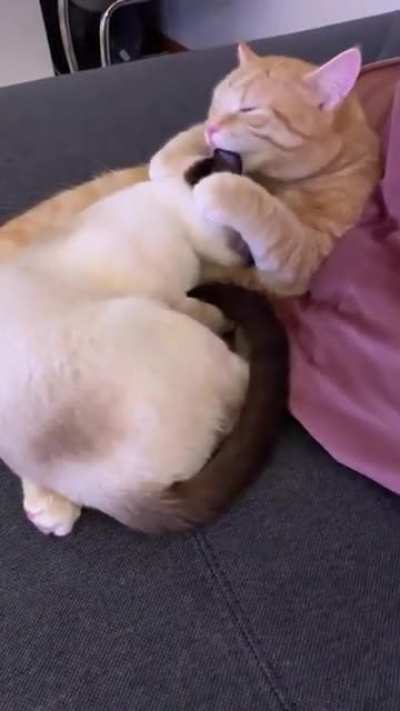 kiss kiss