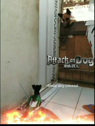 A realidade dos cachorros