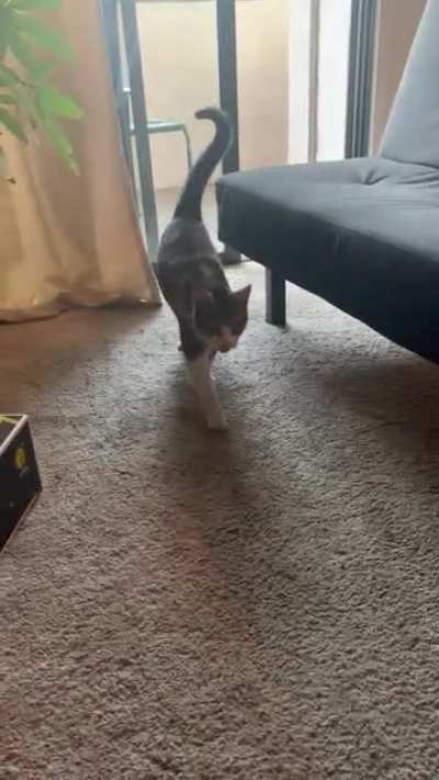Every day she shows up doing this, not my cat.