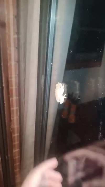 Petting a Frog