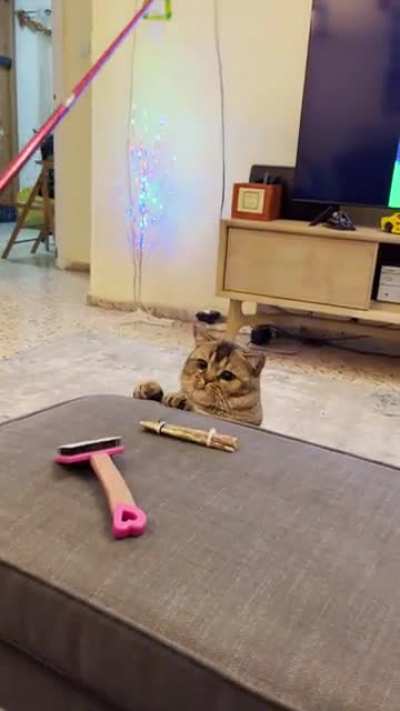 Pov : Scottish cat