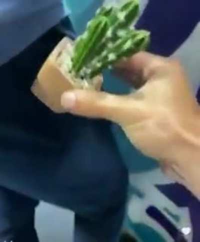 Cactus AAAAAA