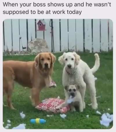 The reaction is perfect