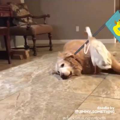 Ducky McDucky, The Dog Conquerer
