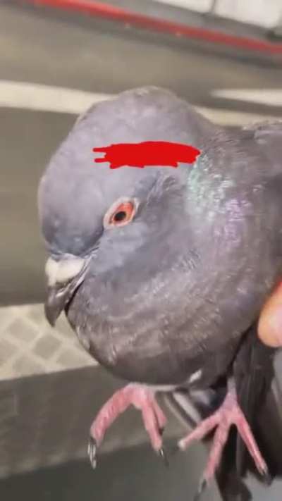 Power of the pigeon