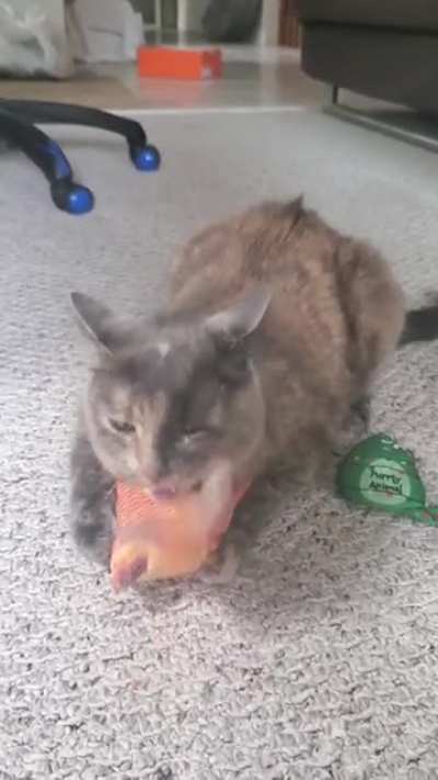 Our skilled and effective hunter, bringing home the food