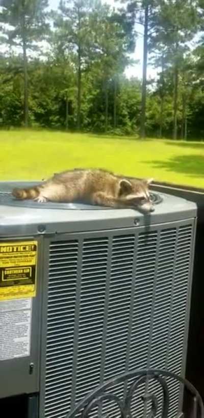 Cooling Down On A Summer Day