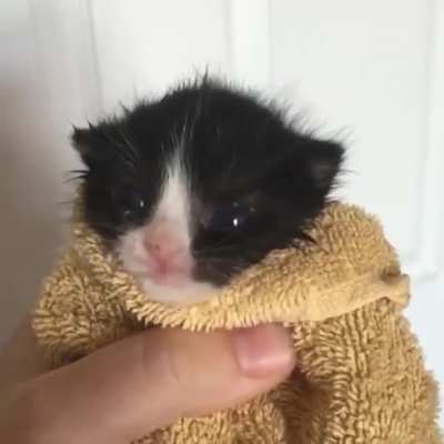 beans