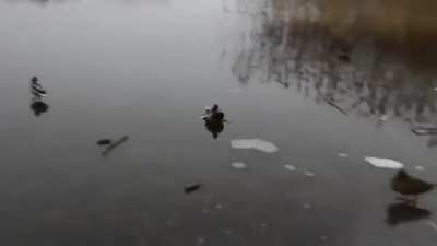 Smooth as duck