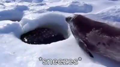 This seal loves Eggs or l'deggs or something..