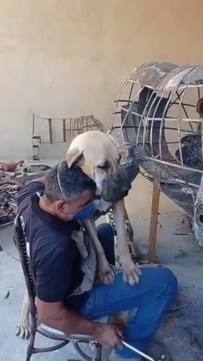 When You Need to Work But Your Dog Wants Attention
