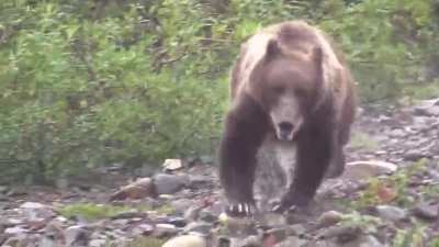 A charging Grizzly Bear.