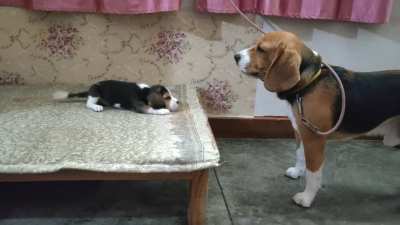 Probably a conversation about food