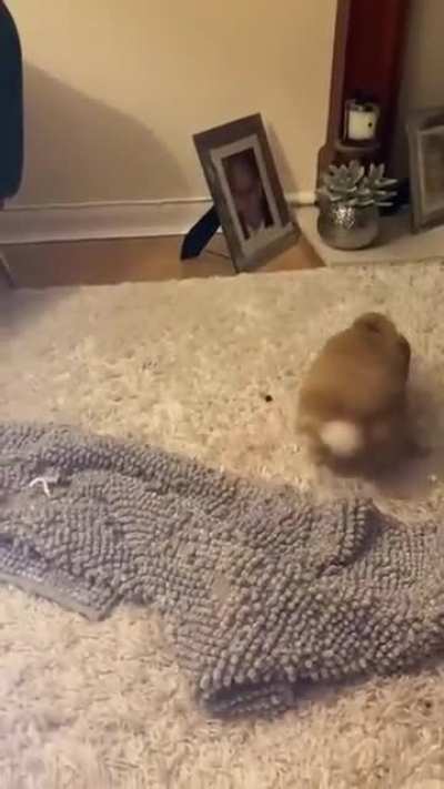Rabbit's Got Moves