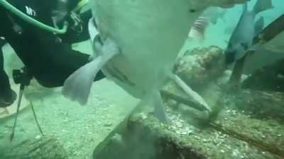 Whoa, I see it for the first time. What type of fish is this?