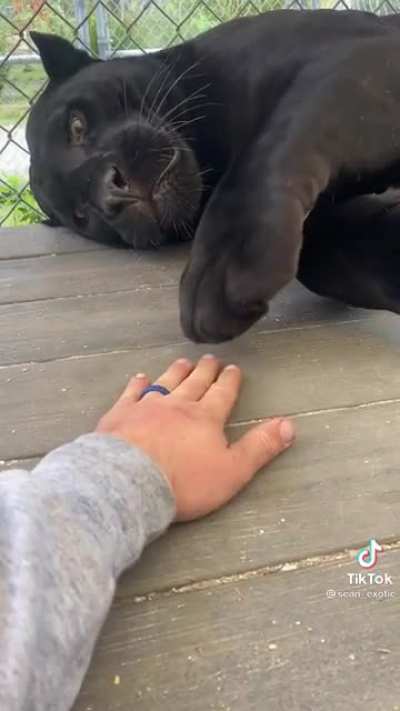 Murder mitten