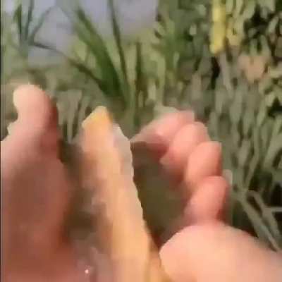 Extracting gel from a Aloe Vera plant