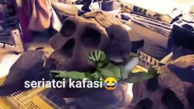 homo erectus
