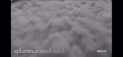 Nuclear bomb testing on pigs