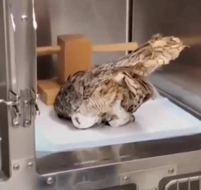 To cage an owl...