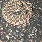 🔥 Defensive Display of the Rhombic Egg-eater (Dasypeltis Scabra) 🔥