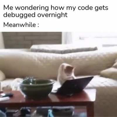 It was always the cat...