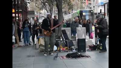 Pigeon Infected By Groovy Tune