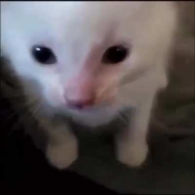Meow