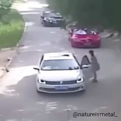 China Tiger Attack Kills Woman at Drive-Through Animal Park