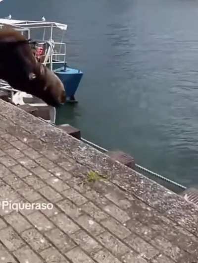 My walruses need me!