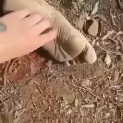 Blursed_tickles
