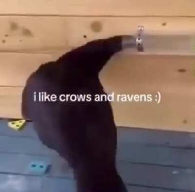 Silly creatures 