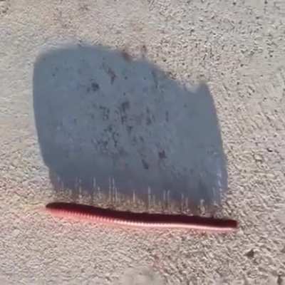 yes