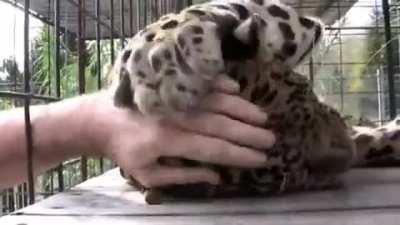 This is how you control a beast with your hands.
