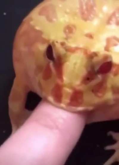 Noooo-