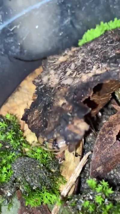 YESS MY NEW CENTIPEDE FINALLY FINISHED HIS FIRST MEAL!!