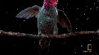 Anna's hummingbirds can shake their bodies 55 times per second to shed rain while in flight, or remove pollen or dirt from their feathers in dry weather. Each twist lasts four-hundredths of a second and applies 34 times the force of gravity on the bird's 
