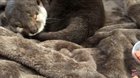 Sleeping otter becomes very much awake very quickly