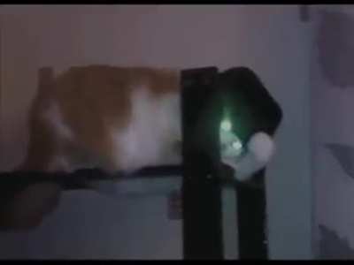 Cat criminal