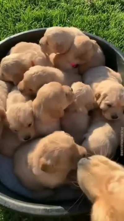 Cute kid dogs🐶