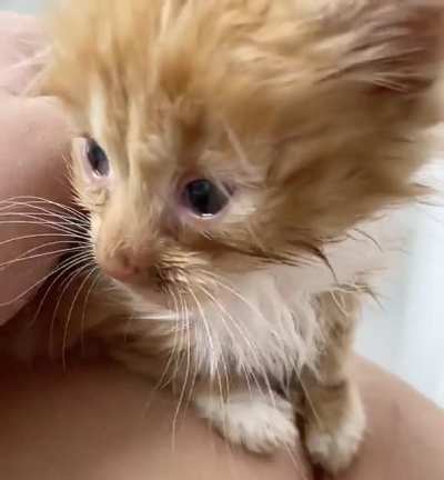 cheeto’s roar! (before anyone comments, her eyes are red and irritated from the eye drops I just gave her)