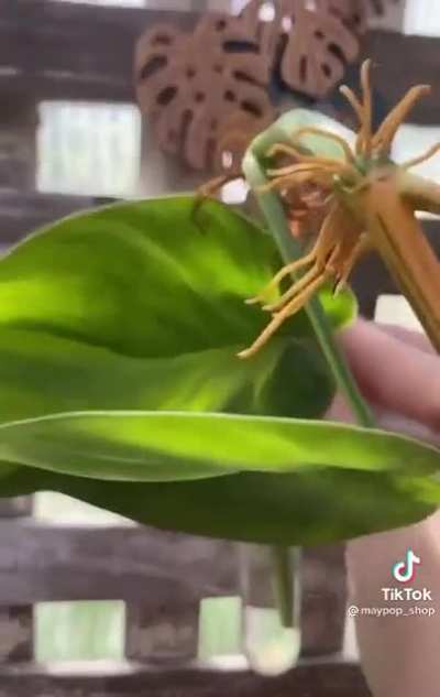 When you buy a little plant