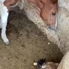 Farm animals hanging out