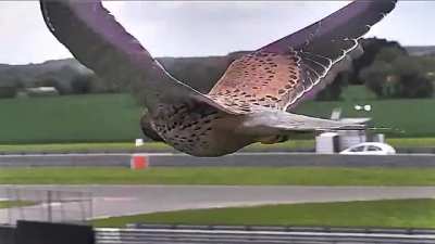Falcon In Hunting Mode Unfazed By Strong Winds