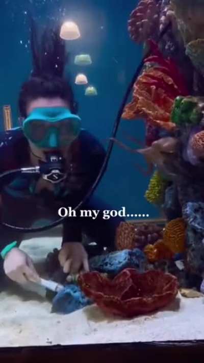 The Octopus just wants to play.